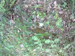 Geranium asphodeloides