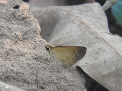 Synapte pecta