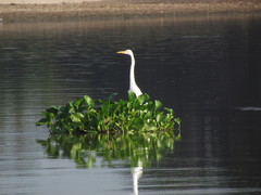 Ardea alba