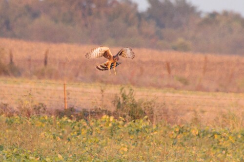 Northern Harrier