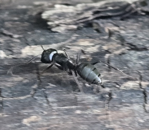 Eastern Black Carpenter Ant