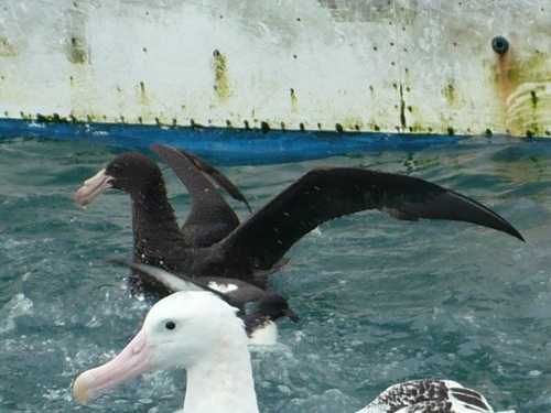 iNaturalist image