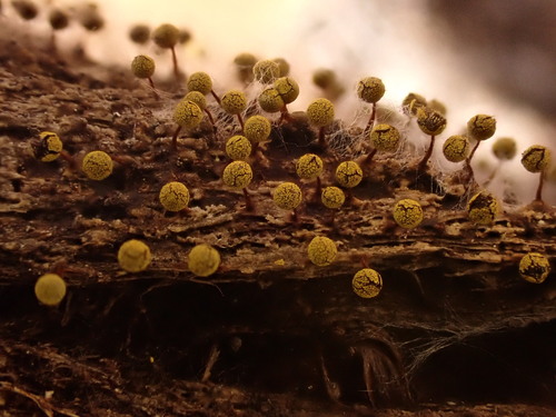 Physarum viride observed 2026-10-12