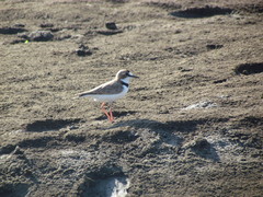 Charadrius collaris