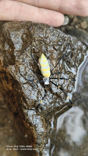 Joro Spider