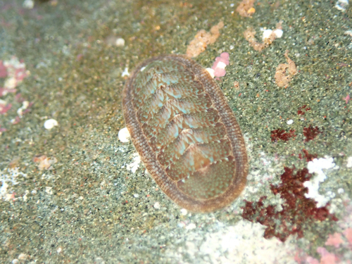 Ischnochiton australis observed 2026-10-12