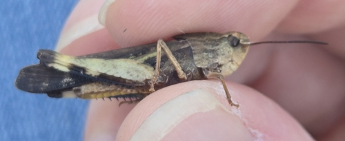 Green-striped Grasshopper