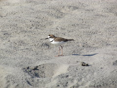 Charadrius collaris