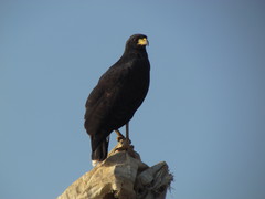 Buteogallus urubitinga