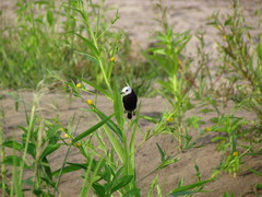 Arundinicola leucocephala