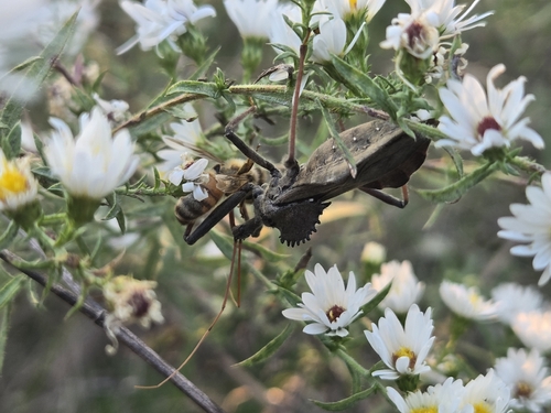 North American Wheel Bug