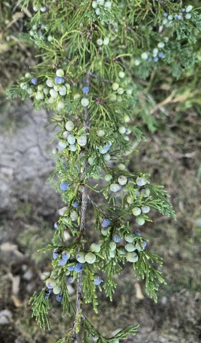eastern redcedar