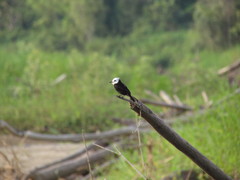 Arundinicola leucocephala