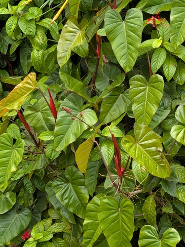 Philodendron erubescens observed 2026-10-03