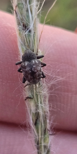 Partridge-pea Weevil