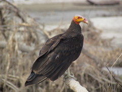 Cathartes burrovianus