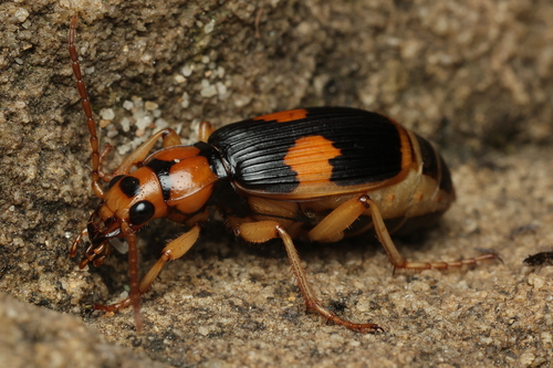 Pheropsophus observed 2026-10-12
