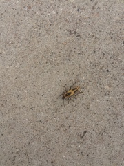 Chauliognathus scutellaris