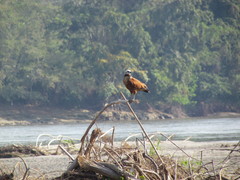 Busarellus nigricollis