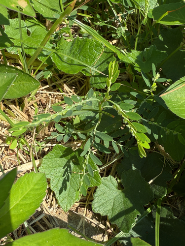 Phyllanthus debilis observed 2026-10-13
