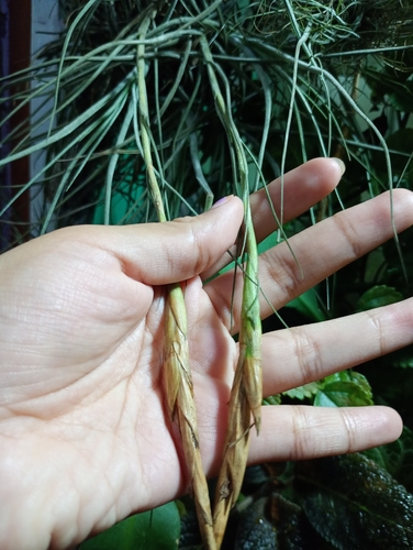 Tillandsia schiedeana observed 2026-10-12