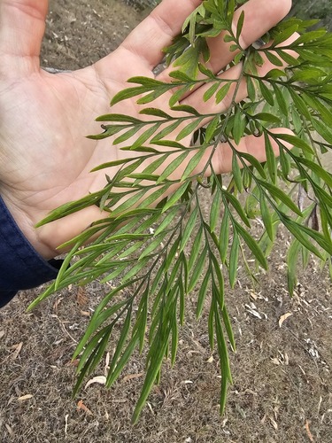 silk oak