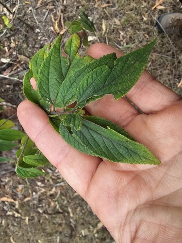Nettle Tree