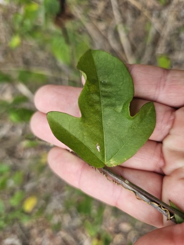 corkystem passionvine