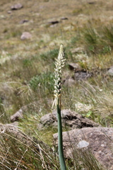 Drimia macrocentra