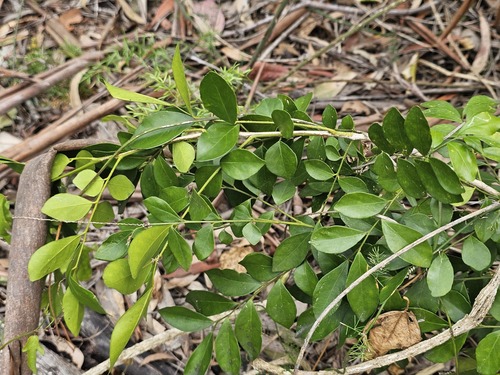 Orange Jasmine