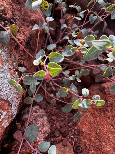 Euphorbia fendleri, 2026-10-11