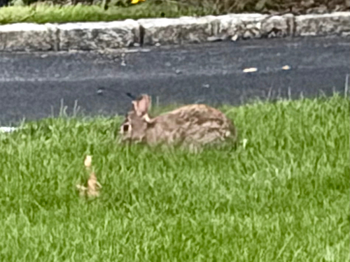 Eastern Cottontail