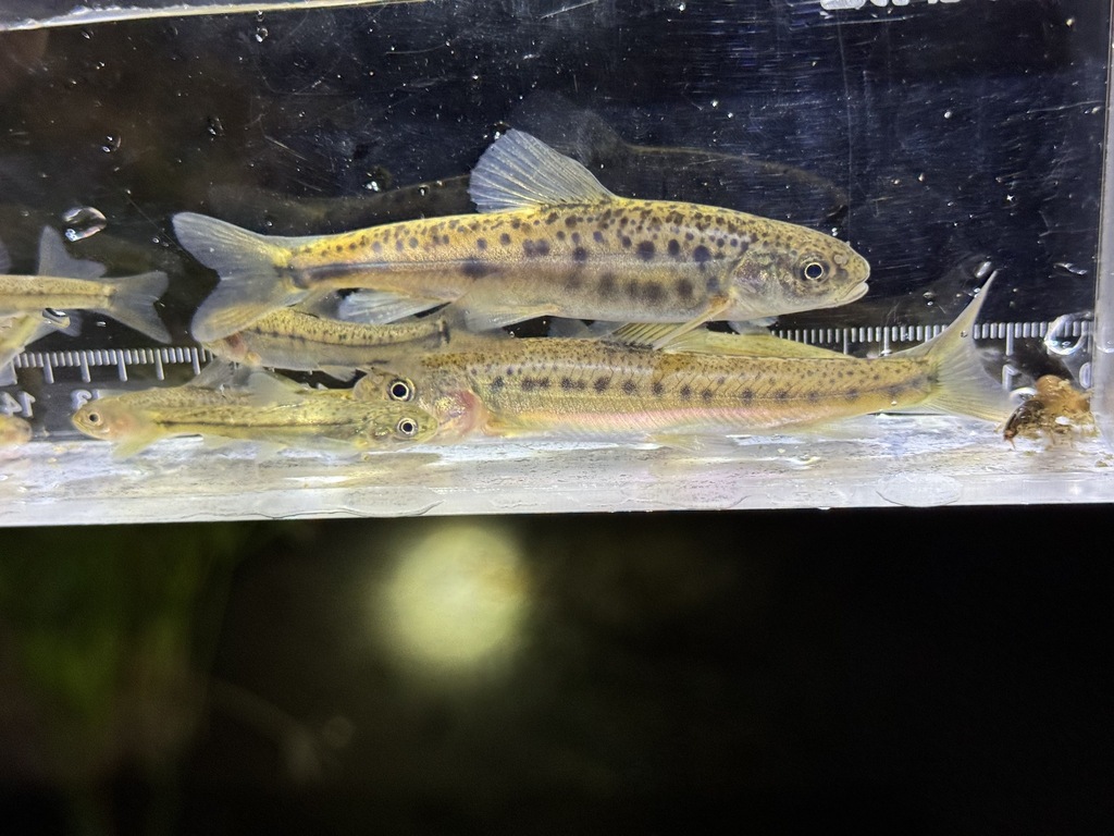 Gymnodiptychus integrigymnatus