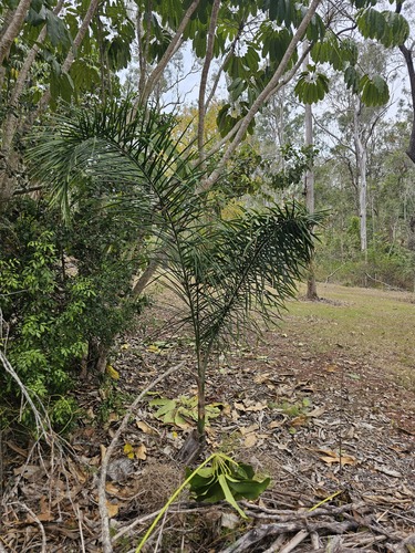 Queen palm