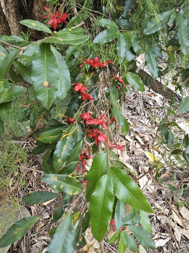 Small-leaved plane