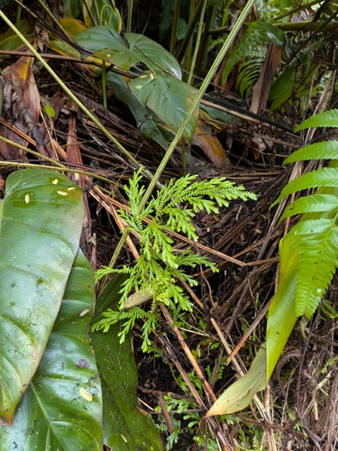 Selaginella, 2026-10-03