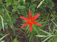 Lilium concolor partheneion