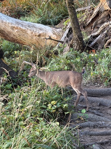 Columbian Black-tailed Deer