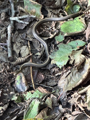 Northwestern Garter Snake