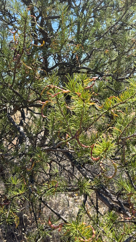 Acacia tetragonophylla observed 2026-10-13