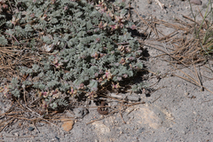 Astragalus monoensis