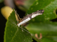 Argyresthia spinosella