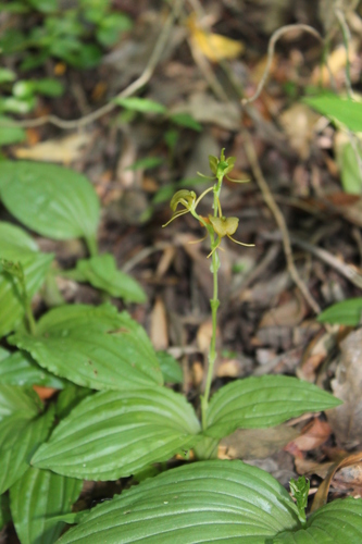 Litter Fly Orchid