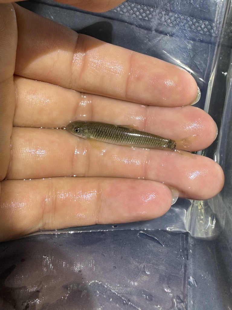Placocheilus