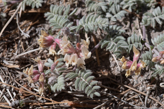 Astragalus monoensis