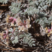 Astragalus monoensis - Photo (c) Jacob Smith, algunos derechos reservados (CC BY-NC-ND), subido por Jacob Smith