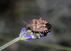 Dolycoris baccarum