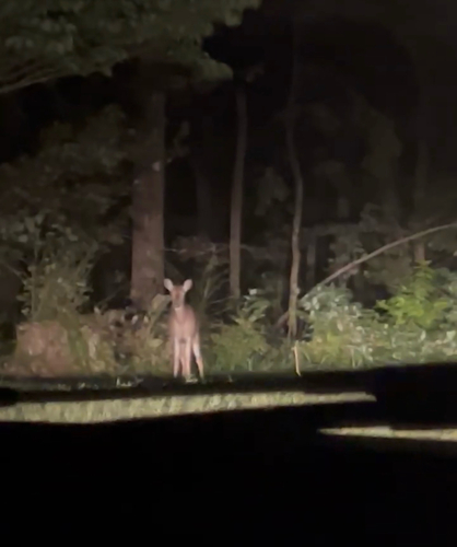 White-tailed Deer