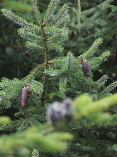 Picea likiangensis, 2025-08-10