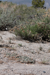 Astragalus monoensis